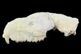 Oreodont (Merycoidodon) Partial Skull - Wyoming #93753-7